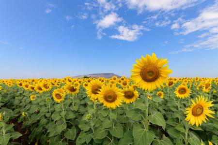 Beautiful sunflower  field on summer with blue sky 