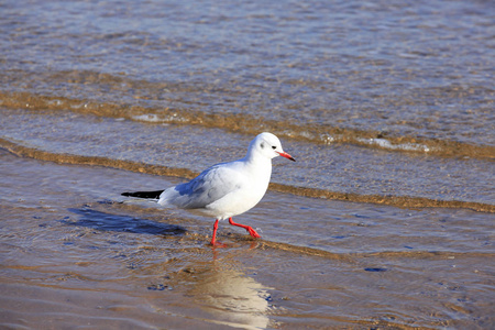 海鸥，特写镜头