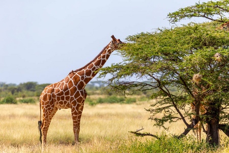 索马里长颈鹿吃相思树的叶子照片