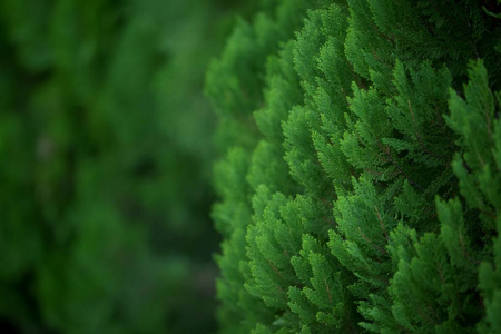 分支 风景 生态学 古老的 旅游 树干 植物区系 春天 花园