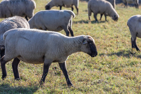在牧场上吃东西的一群绵羊
