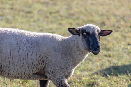 在牧场上吃东西的一群绵羊