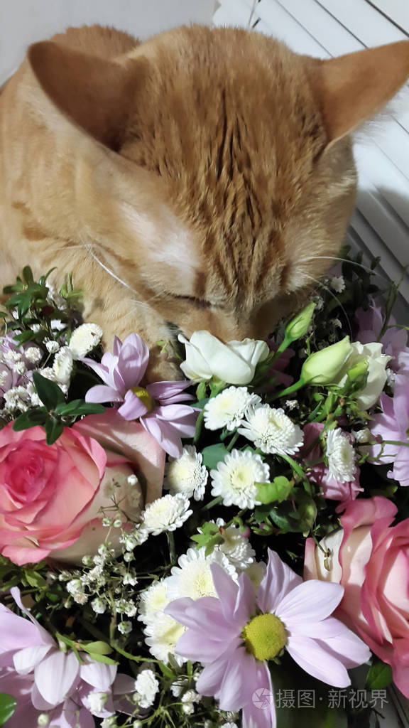 猫 姜黄色的猫闻着花 有猫和花的卡片 瓦尔照片 正版商用图片26n6gl 摄图新视界
