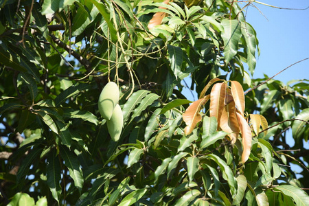 蔬菜 作物 生长 植物 农场 香蕉 种植园 收获 特写镜头