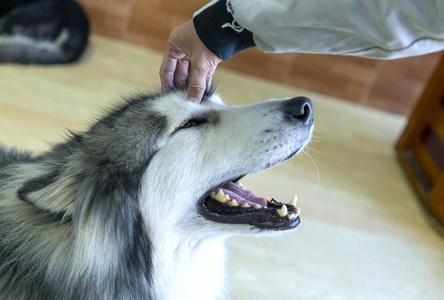 可爱的 拥抱 智力 哺乳动物 犬科动物 脊椎动物 毛皮 西伯利亚