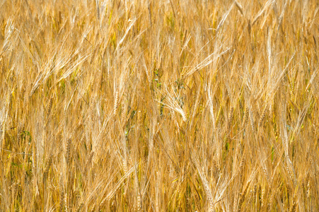 Summer photography. The wheat field, the cereal plant, which is 