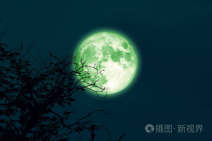 在夜空中满橡树还是冷月