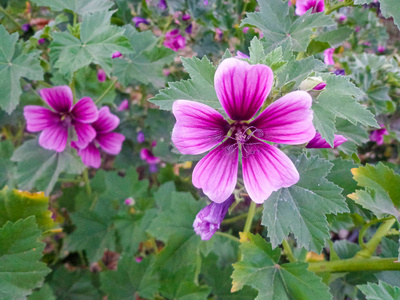 特写镜头 自然 紫色 花瓣 植物学 粉红色 盛开 开花 美女