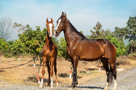  Marwari mare with her foal posing in garden. Gujarat, India