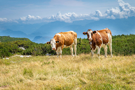 山顶上的牛在野外吃草