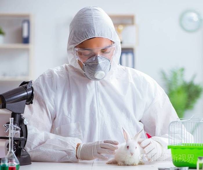 科学家在实验室用兔子做动物实验