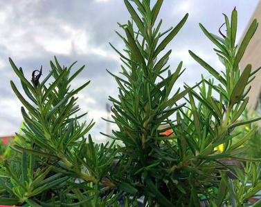 风味 草药 西芹 饮食 营养 草本植物 植物 香料 美食家