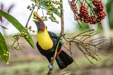 在哥斯达黎加著名的托尔图格罗国家公园,黄喉巨嘴鸟正在吃棕榈树的