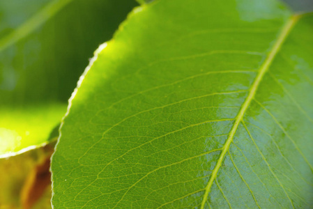 纹理 野生动物 花园 郁郁葱葱 树叶 生态 生活 夏天 植物学