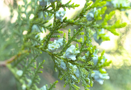 闪烁 惊喜 针叶树 装饰品 春天 特写镜头 花园 云杉 植物区系