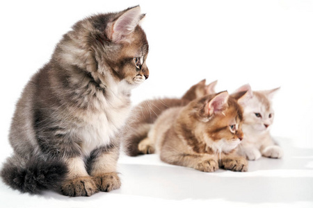 四只小猫宝宝的正面图.照片