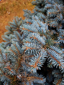 蓝色云杉的弹性树枝特写。