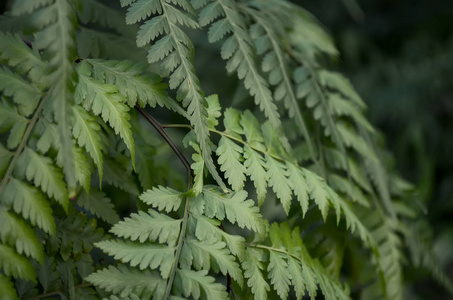 温室内新鲜蕨类植物叶子的软聚焦绿色背景