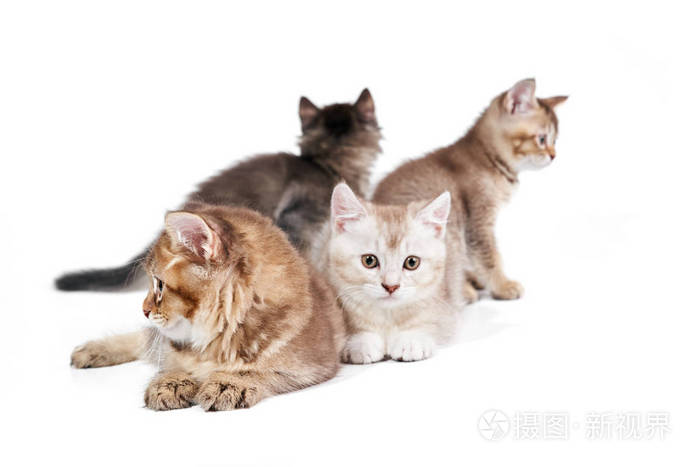 四只小猫的正面图 照片 正版商用图片26ny8l 摄图新视界