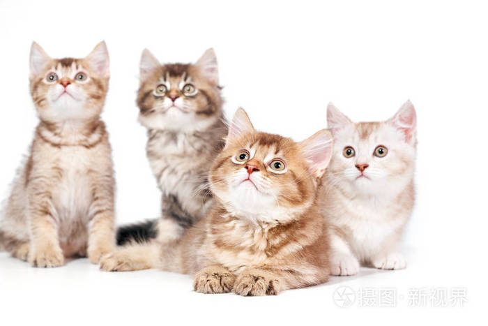四只小猫的正面图