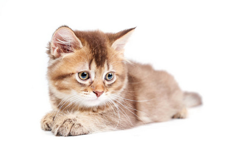 白色隔离躺着的小猫的正面图.照片