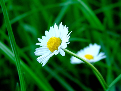 特写镜头 太阳 花瓣 花束 花的 情人 开花 领域 生长