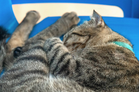 毛茸茸的白猫蜷缩着睡觉白猫蜷缩起来,睡觉特写那只猫蜷缩黑色和白色