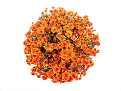 Orange chrysanthemum in the form of a ball isolated on a white 