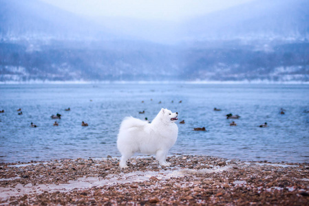 白色的狗品种萨莫耶德在冬季山脉的背景。