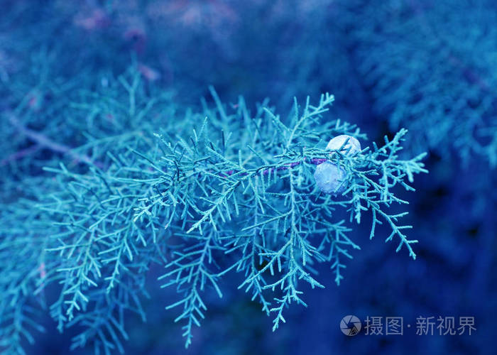 杜松树特写树枝.经典蓝色潘通颜色照片-正版商用图片26o2uv-摄图新视