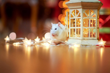 可爱的 哺乳动物 宠物 愉快的 花环 庆祝 冬天 老鼠 鼠标
