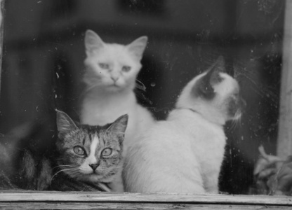  cats sitting on the window