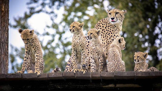 观望猎豹一家在草地上休息,四处观望.照片