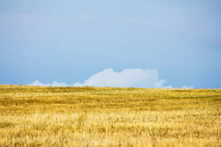 农事 季节 风景 收割 小麦 作物 收获 草地 天空 乡村