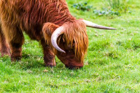 Highland bull in Scotland 