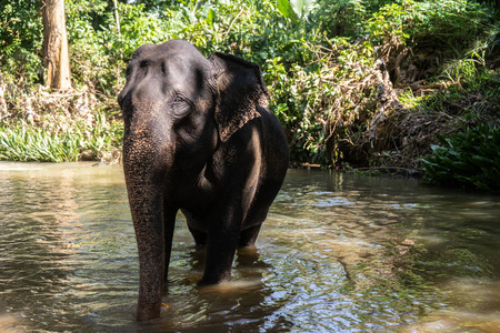 年轻欢快的印度象在河里洗澡