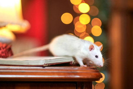 宠物 鼠标 啮齿动物 十二月 哺乳动物 花环 卡片 冬天