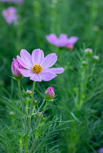 花园里的粉红色宇宙花