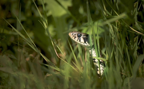 草蛇natrix natrix,蛇藏在草丛中,正在捕猎.照片