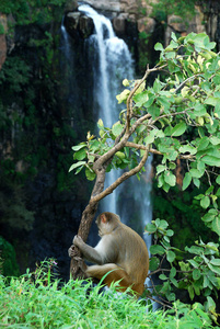 恒河猴或猴子坐在瀑布前的树上图片