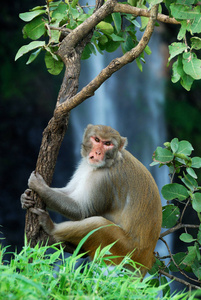恒河猴或猴子坐在瀑布前的树上图片