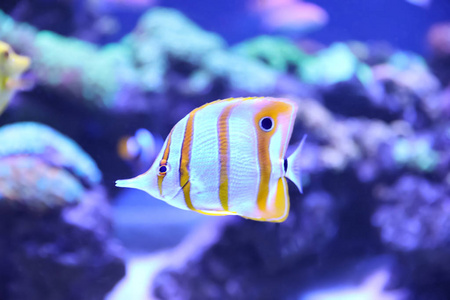 美丽的 海的 水族馆 美女 旅行 生活 水下 海洋馆 海雀