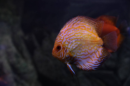 海洋馆 美丽的 探索 旅行 假期 娱乐 玻璃 生物学 生态系统