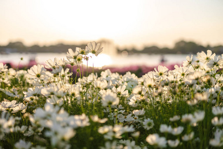 美丽的白花带着夕阳的光芒