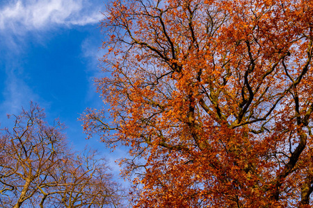 秋天的秋天，从下面开始，五彩缤纷美丽的秋树