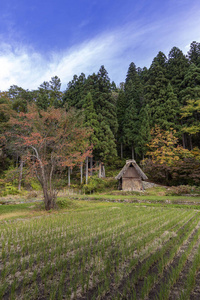 白川方丈的历史村Ogimachi，联合国教科文组织世界遗产地，一个小的，传统的村庄展示了一种被称为gasso zukuri的建筑