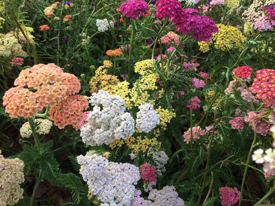 紫色 春天 美丽的 自然 植物 植物区系 颜色 花瓣 公园