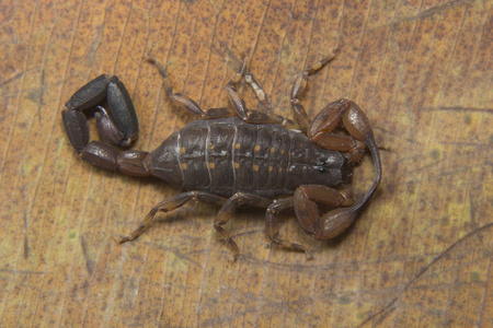 Lycus sp, Buthidae, Neyyar wildlife sanctuary, Kerala. 