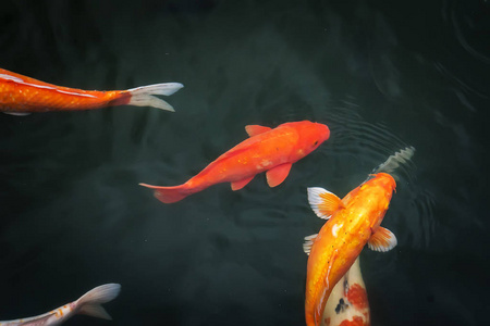 大鱼背景大鱼锦鲤在清澈的池塘里游泳.在水下观赏金鱼和金鱼.