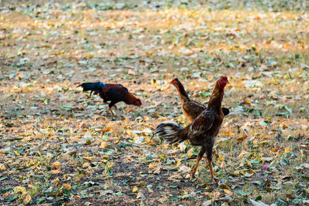 一群矮脚鸡母鸡和小鸡在地上觅食。